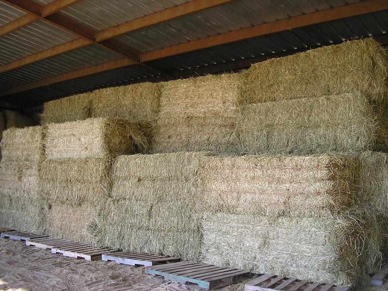 Hay
